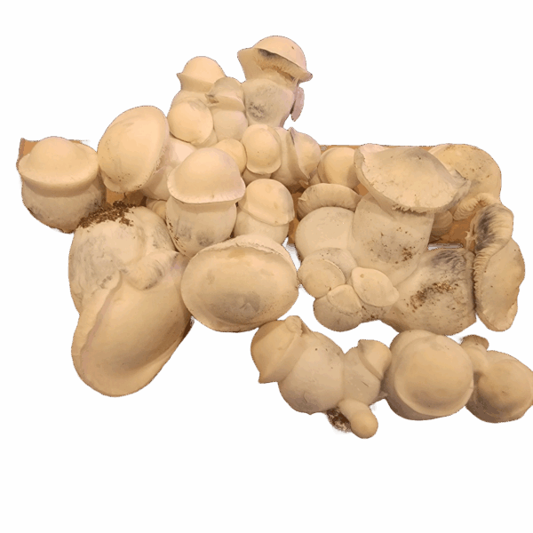 A.P.E. Redux Freeze Dried - Limited Release - Image 2