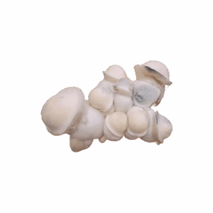 Albino Penis Envy Redux - Limited Release
