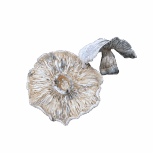 Albino Penis Envy A.P.E. Dehydrated