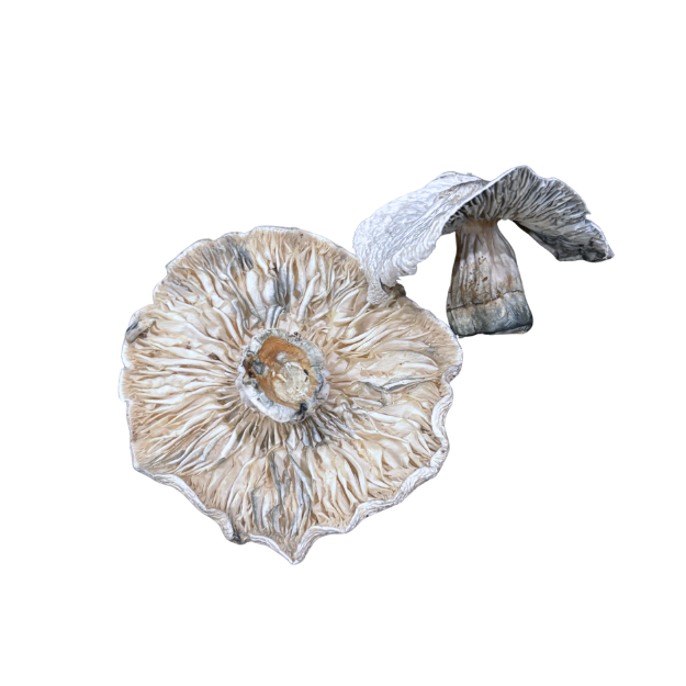 Albino Penis Envy A.P.E. Dehydrated