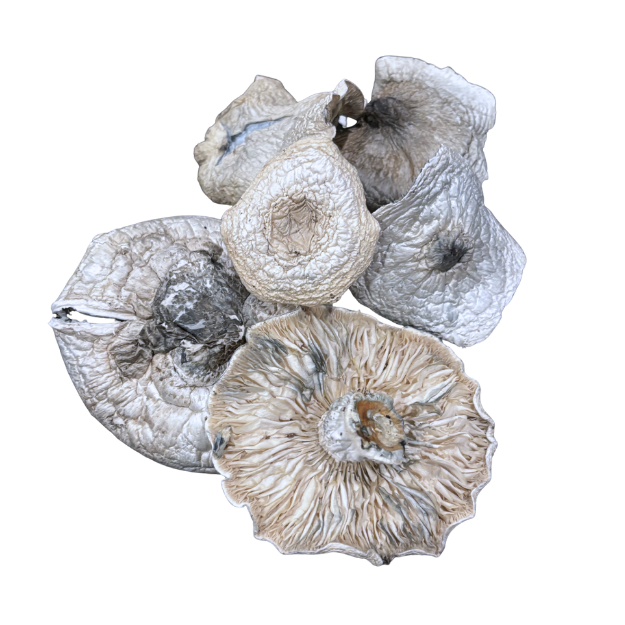 Albino Penis Envy A.P.E. Dehydrated - Image 2