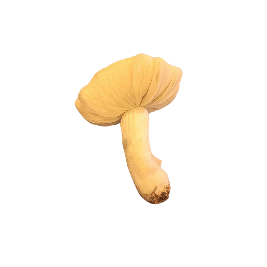 Jedi Mind Fuck (Freeze Dried) - Image 2