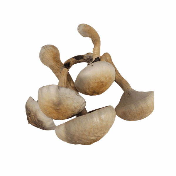 Golden Teacher Freeze Dried