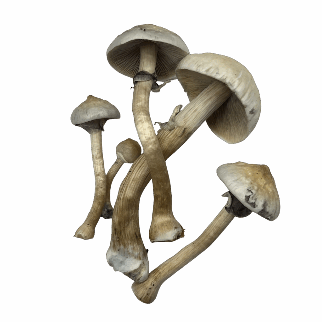 Golden Teacher (Freeze Dried)