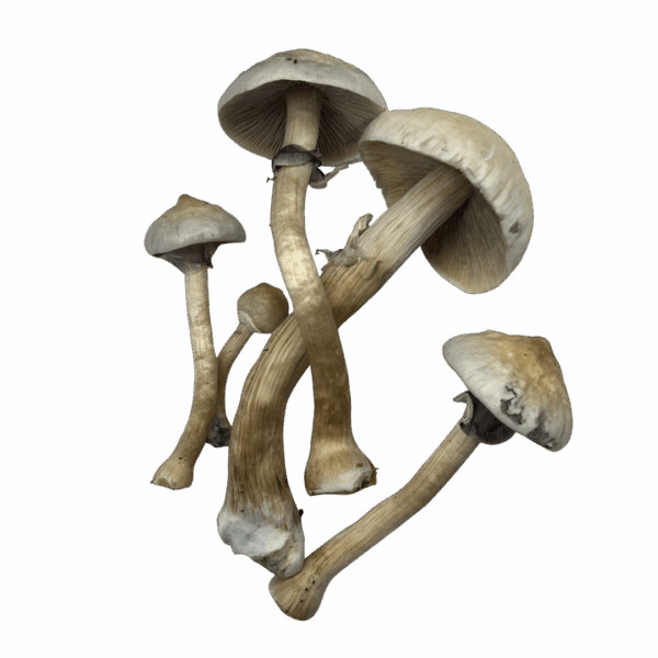 Aura Variety Bundle Box – Premium Mushroom Sampler - Image 3