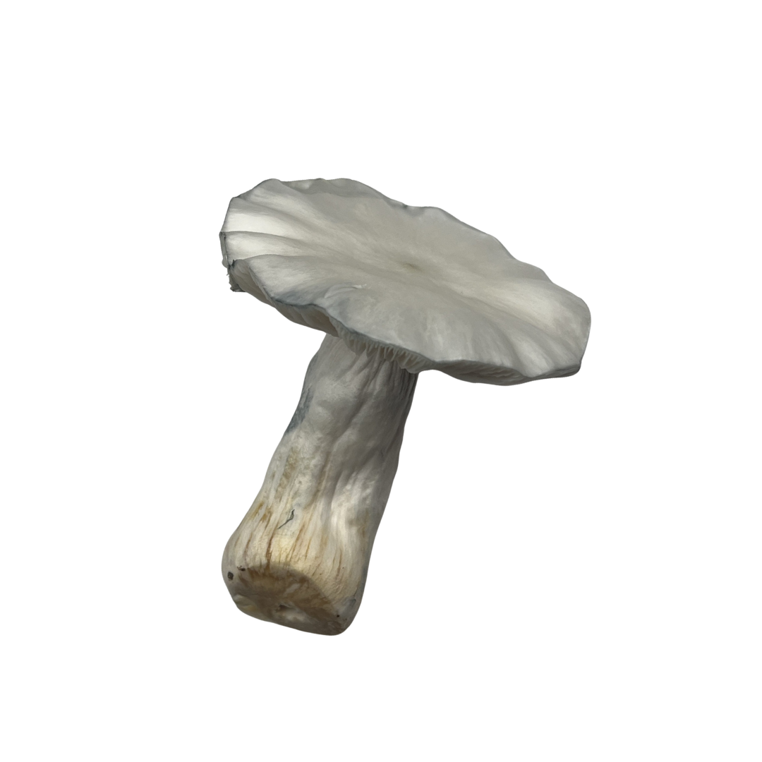 Jedi Mind Fuck (Freeze Dried)