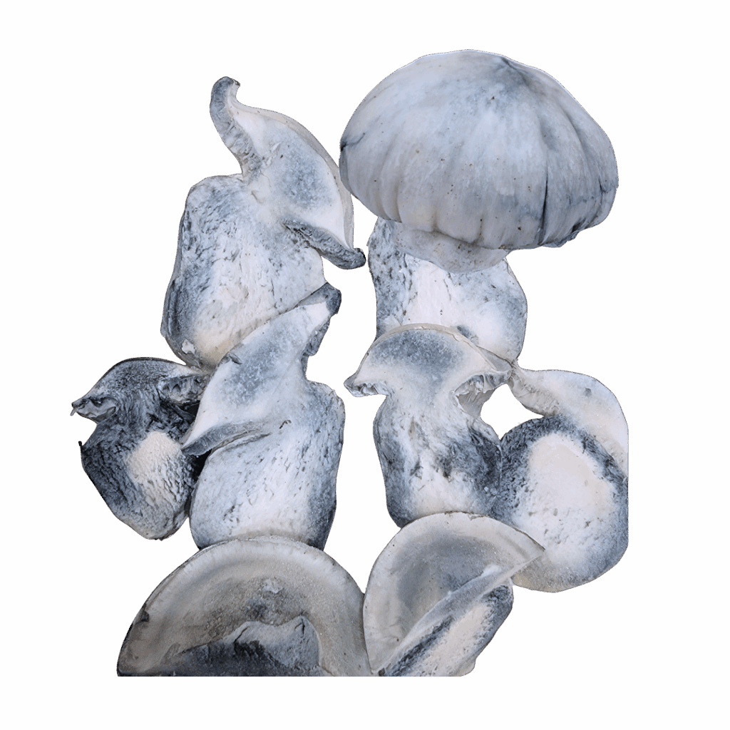 Albino Penis Envy A.P.E. (Freeze Dried)