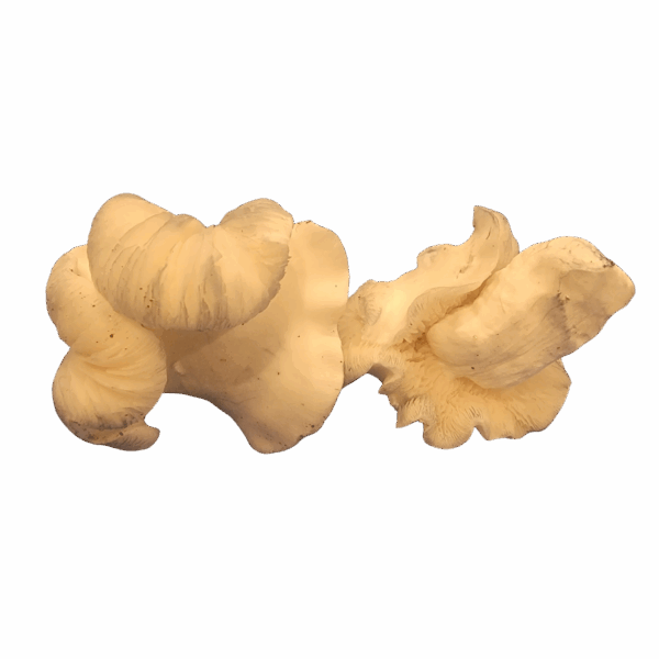 Albino Chocolate Krinkle Dehydrated - Limited Run - Image 2
