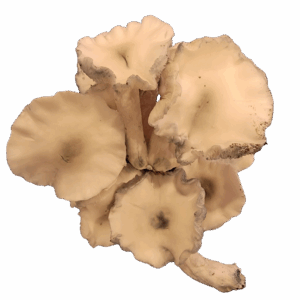 Albino Chocolate Krinkle