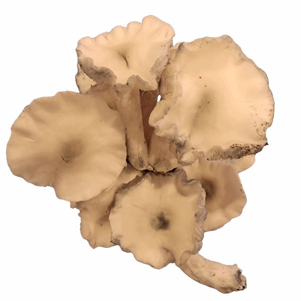 Albino Chocolate Krinkle