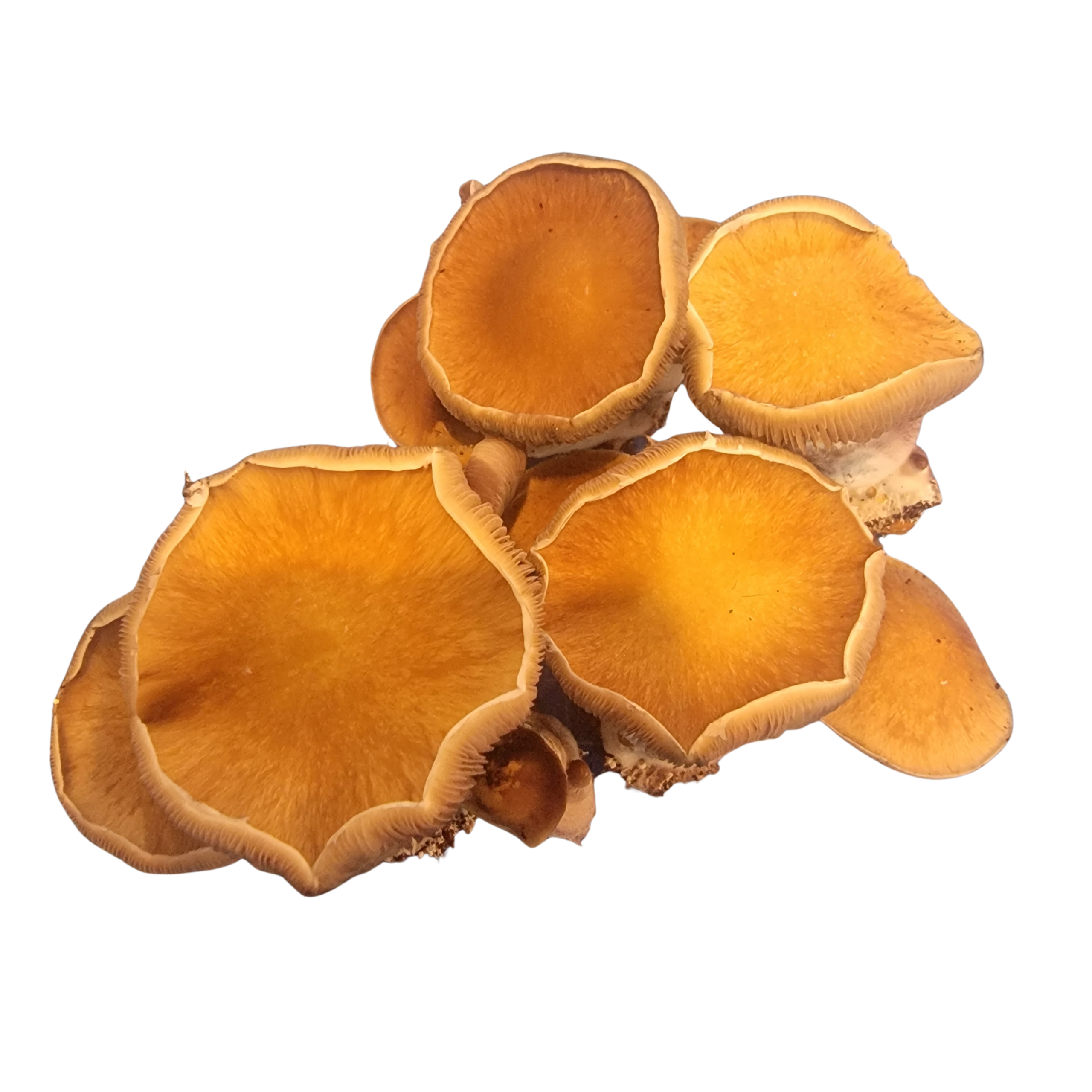 Tidal Wave Harvested